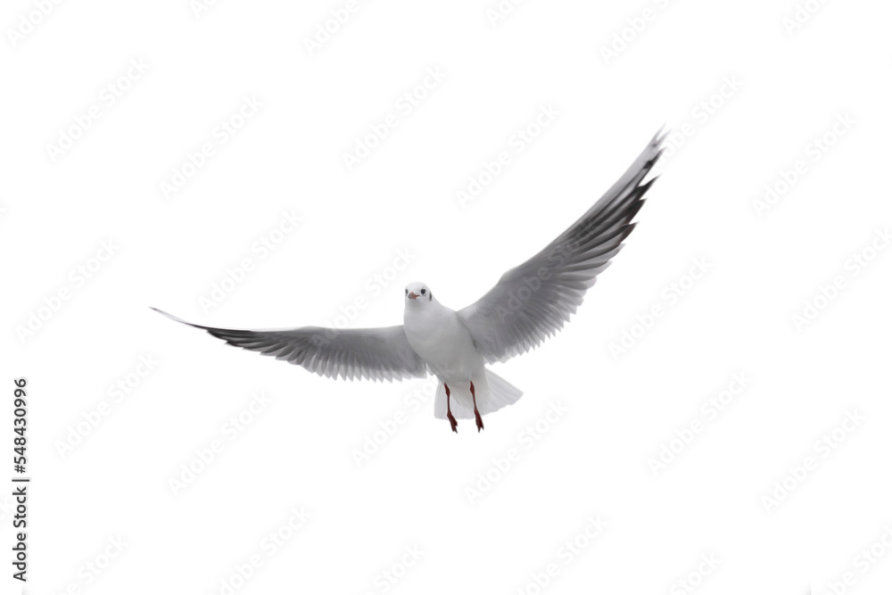 Fototapeta premium Seagull in flight with spread wings isolated on white background