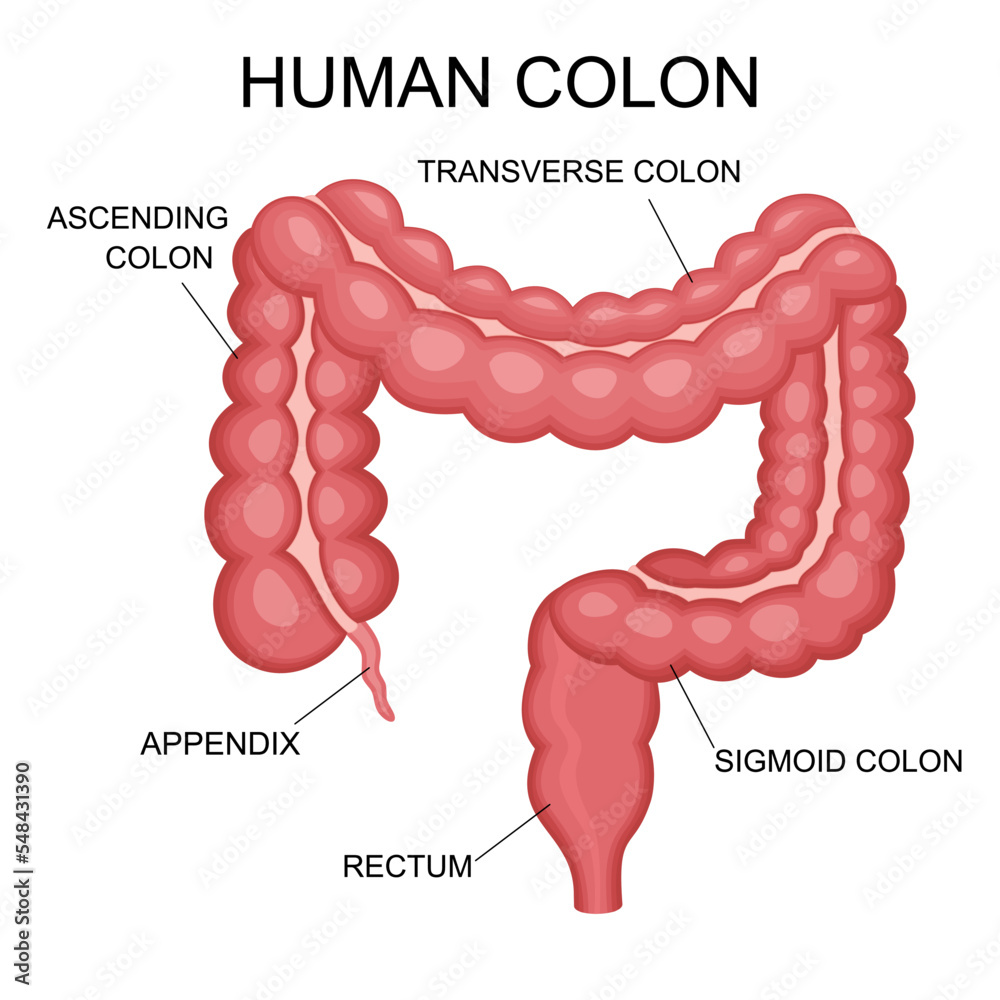 Human intestines organ, Anatomy, medicine concept, Healthcare. Internal ...