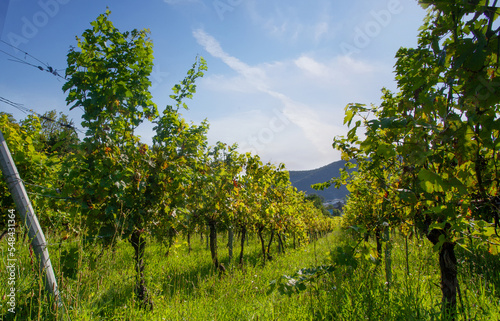 Row of green vine. Vineyards against blue sky