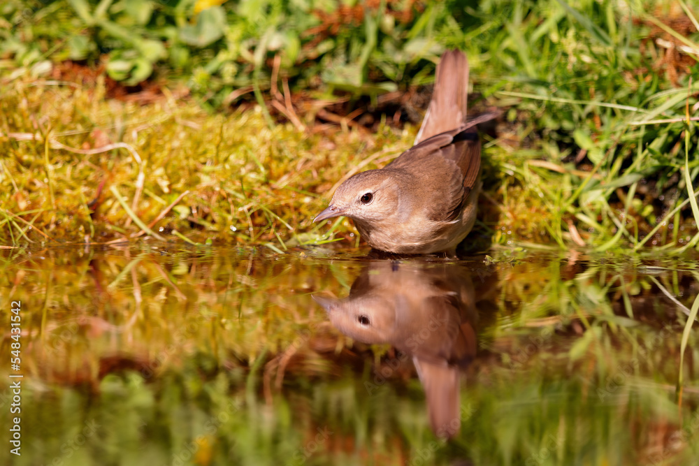 Garden Warbler (Sylvia borin) sitting at a pond in spring. Garden Warbler (Sylvia borin) sitting at a pond in spring.