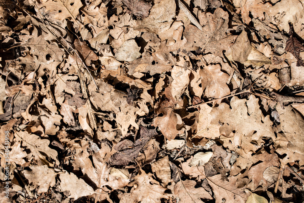 Dry gray deciduous tree on the ground, background, texture. Dry gray deciduous tree on the ground, background, texture.
