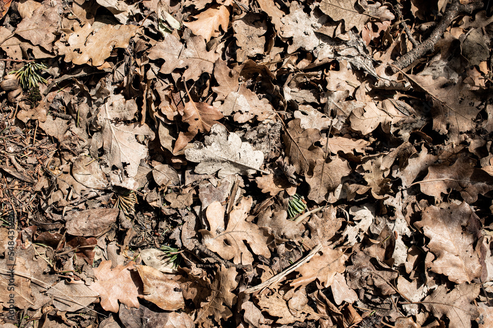 Dry gray deciduous tree on the ground, background, texture. Dry gray deciduous tree on the ground, background, texture.
