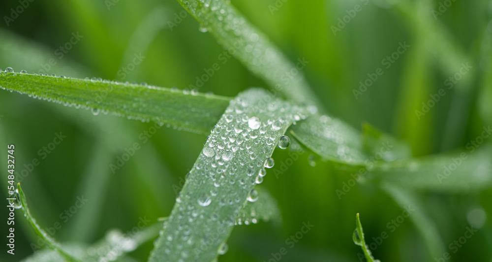 Plant green Leaf with dew water drops close up. Plant green Leaf with dew water drops close up.
