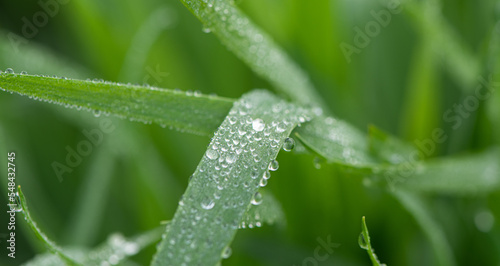 Plant green Leaf with dew water drops close up.
