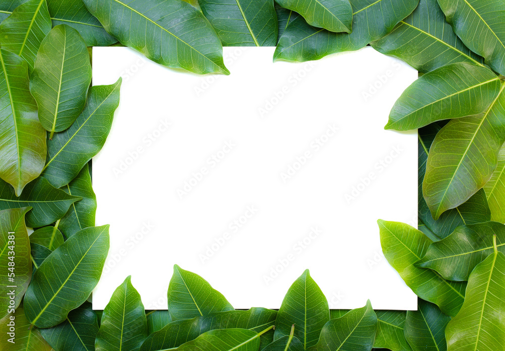 leaves background for design or add text message. plant leaf fresh for backdrop. leaves background for design or add text message. plant leaf fresh for backdrop.