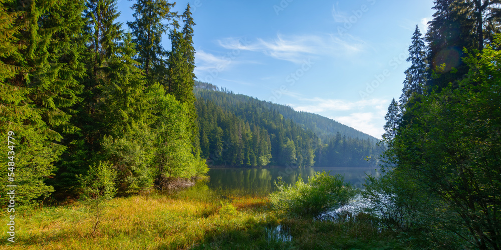 wild lake among the coniferous forest. wonderful nature scenery in carpathian mountains. sunny summer weather on a bright forenoon. popular travel destination
