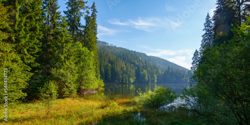 wild lake among the coniferous forest. wonderful nature scenery in carpathian mountains. sunny summer weather on a bright forenoon. popular travel destination