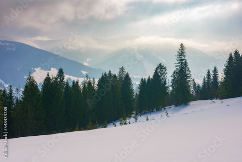 mountain landscape with coniferous forest. beautiful winter landscape with snowy meadows. hazy morning with ridge in the distance