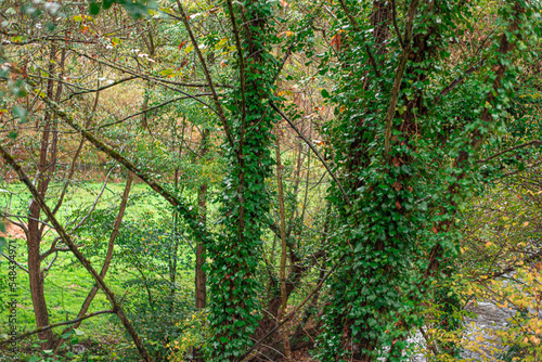 Creepers climbing up the tree trunks