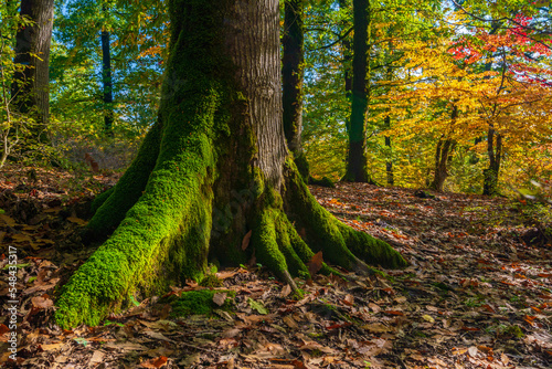 Centuries old trees in a colorful autumn forest covered with moss