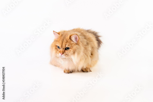 A beautiful red cat is closely watching what is happening on a white background and is ready to make a jump at any moment