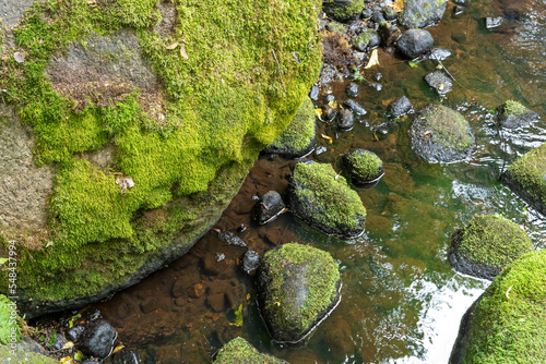 a forest stream flows among old mossy stones in a nature park.