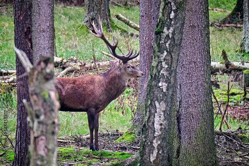 Fototapeta Naklejka Na Ścianę i Meble -  Rothirsch ( Cervus elaphus ).