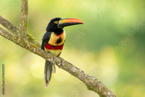  Fiery-billed araçari (Pteroglossus frantzii) is a toucan, a near-passerine bird. It breeds only on the Pacific slopes of southern Costa Rica and western Panama.