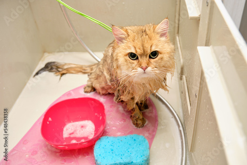 A cat with wet fur in the grooming bathroom during the procedures is tied with a ring to the bathroom for safety