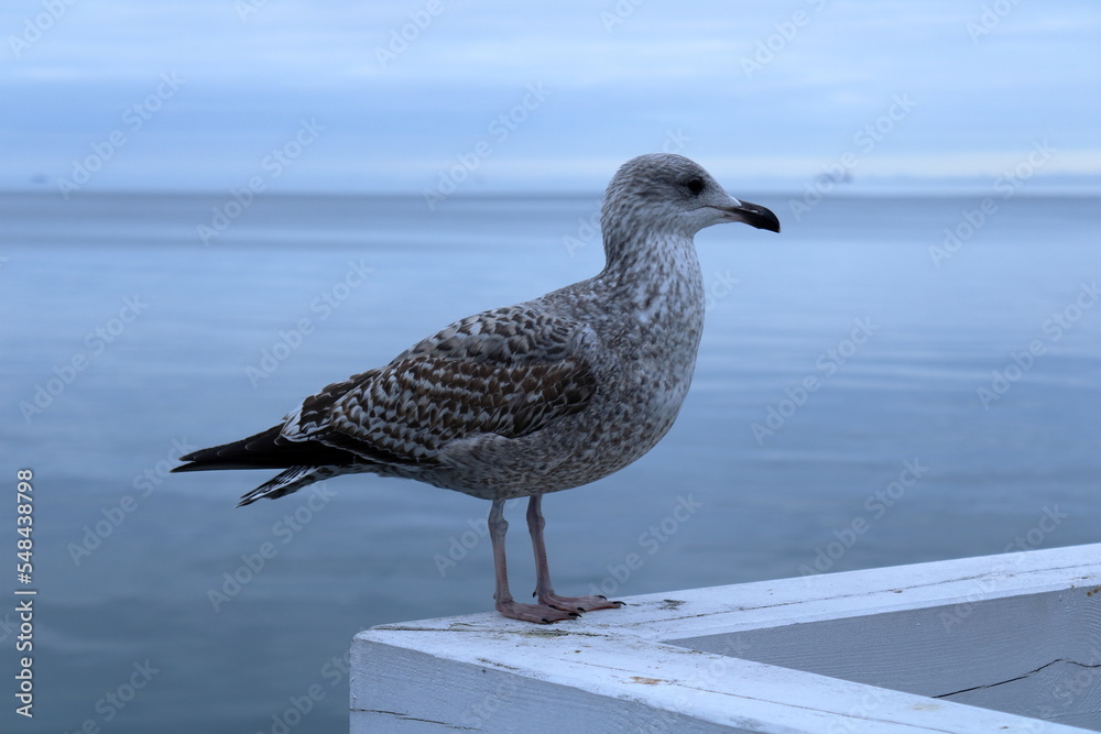Obraz premium Seagull stands on the railing of the pier