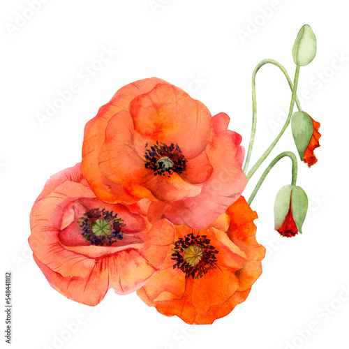 Fototapeta Naklejka Na Ścianę i Meble -  Watercolor bouquet composition, elements with hand drawn summer bright red poppy flowers. Isolated on white background. Design for invitations, wedding, love or greeting cards, paper, print, textile