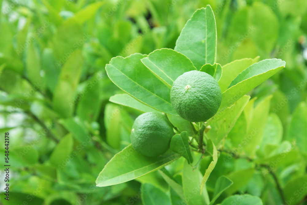Green limes on the lime tree (Citrus aurantifolia), they are closely related to lemon. It has a sour taste and is an excellent source of vitamin C.