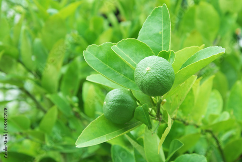 Green limes on the lime tree (Citrus aurantifolia), they are closely related to lemon. It has a sour taste and is an excellent source of vitamin C.