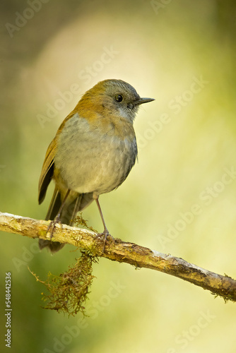 Black-billed nightingale-thrush (Catharus gracilirostris) is a small thrush endemic to the highlands of Costa Rica and western Panama. © Milan