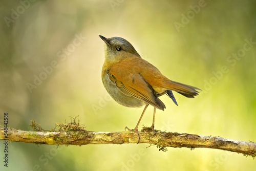 Black-billed nightingale-thrush (Catharus gracilirostris) is a small thrush endemic to the highlands of Costa Rica and western Panama.