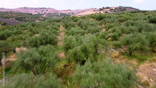 Beautiful landscape with olive grove fields, top view of olive tree farm, überflug olivenhain, oliven öl plantage, kreta, greek, shot with drone photo