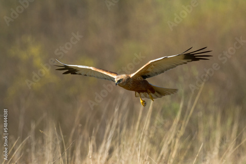 Flying Birds of prey Marsh harrier Circus aeruginosus, hunting time Poland Europe © Marcin Perkowski