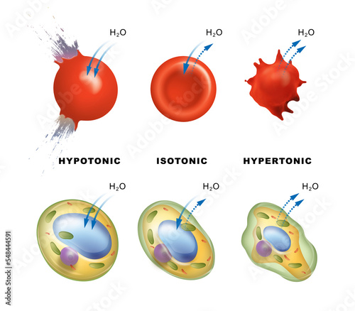 Osmotic pressure in plant and animal cells
 photo