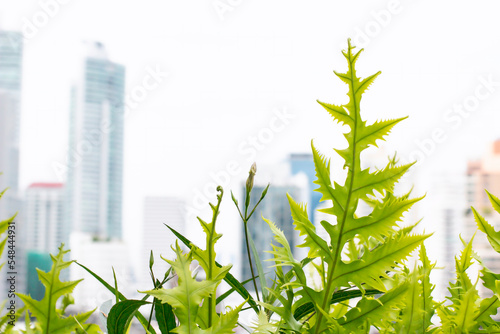 Green leaves and flowers on the top of the building