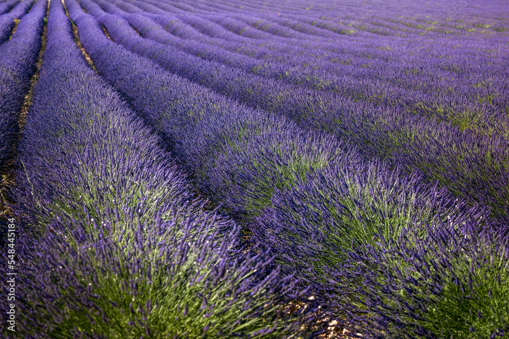 Beautiful lavender field with long purple rows. Lavender fields, summer sunset landscape Provence, Lavender field at sunset, Valensole Plateau Provence France blooming lavender fields. Europe