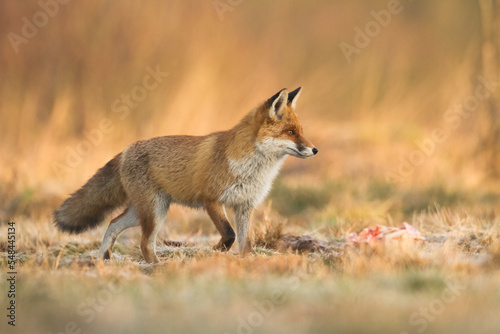 Fox Vulpes vulpes in autumn scenery, Poland Europe, animal walking among autumn meadow in amazing warm light © Marcin Perkowski
