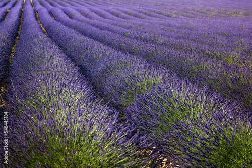 Beautiful lavender field with long purple rows. Lavender fields  summer sunset landscape Provence  Lavender field at sunset  Valensole Plateau Provence France blooming lavender fields. Europe