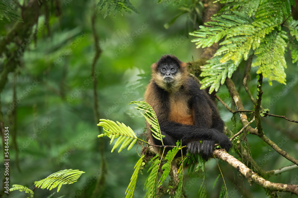 Fototapeta premium Geoffroy's spider monkey (Ateles geoffroyi), also known as the black-handed spider monkey or the Central American spider monkey