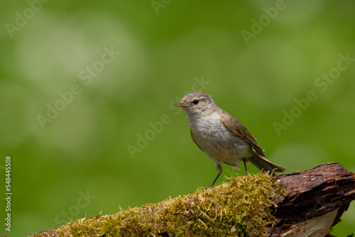 Small bird - Chiffchaff Phylloscopus collybita perched on tree, summer time