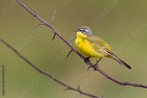 Small bird Yellow Wagtail sitting on tree male Motacilla flava