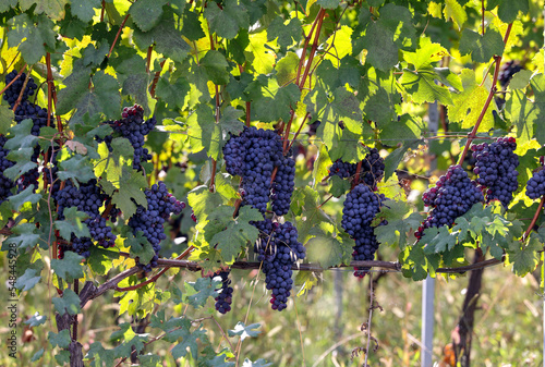 Beautiful bunch of black nebbiolo grapes with green leaves in the vineyards of Barolo, Piemonte, Langhe wine district and Unesco heritage, Italy