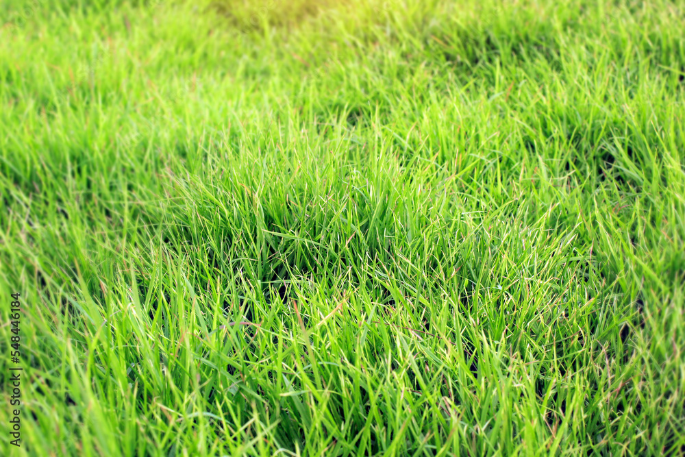 Obraz premium Lush green grass surface backdrop.