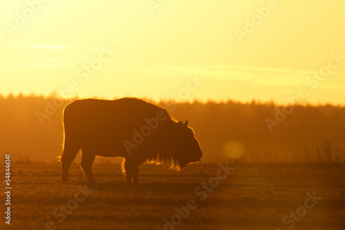 Fototapeta Mammals - wild nature European bison ( Bison bonasus ) Wisent herd standing on t