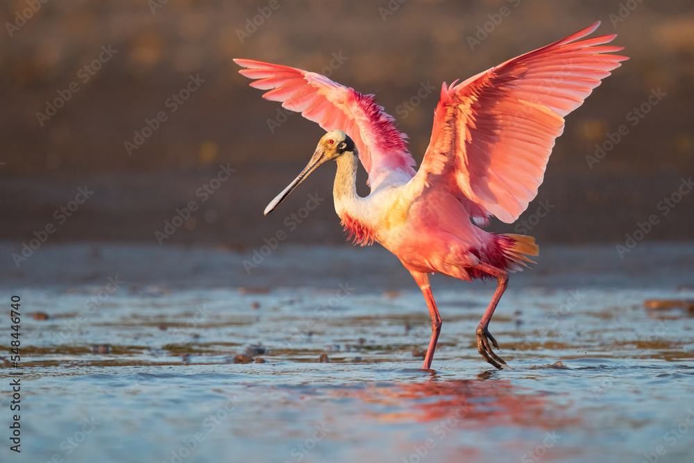 Roseate spoonbill (Platalea ajaja) is a gregarious wading bird of the ...