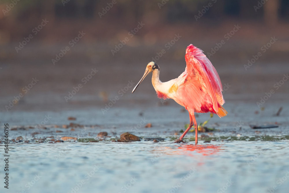 Roseate spoonbill (Platalea ajaja) is a gregarious wading bird of the ...