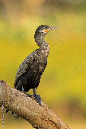 The neotropic cormorant or olivaceous cormorant (Nannopterum brasilianum) is a medium-sized cormorant found throughout the American tropics and subtropics