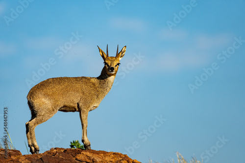 Klipspringer (Oreotragus oreotragus). Augrabies. Northern Cape. South Africa. photo