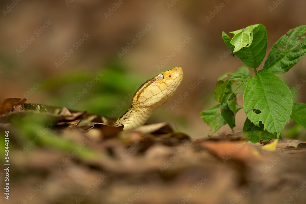 erciopelo (Bothrops asper) is a species of pit viper occurring at low to moderate elevations in northeast Mexico and Central America, and into South America erciopelo (Bothrops asper) is a species of pit viper occurring at low to moderate elevations in northeast Mexico and Central America, and into South America