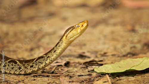 erciopelo (Bothrops asper) is a species of pit viper occurring at low to moderate elevations in northeast Mexico and Central America, and into South America  photo