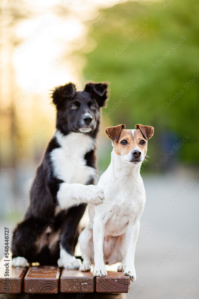  Jack Russel Terrier  und Border Collie Welpe im Freien
