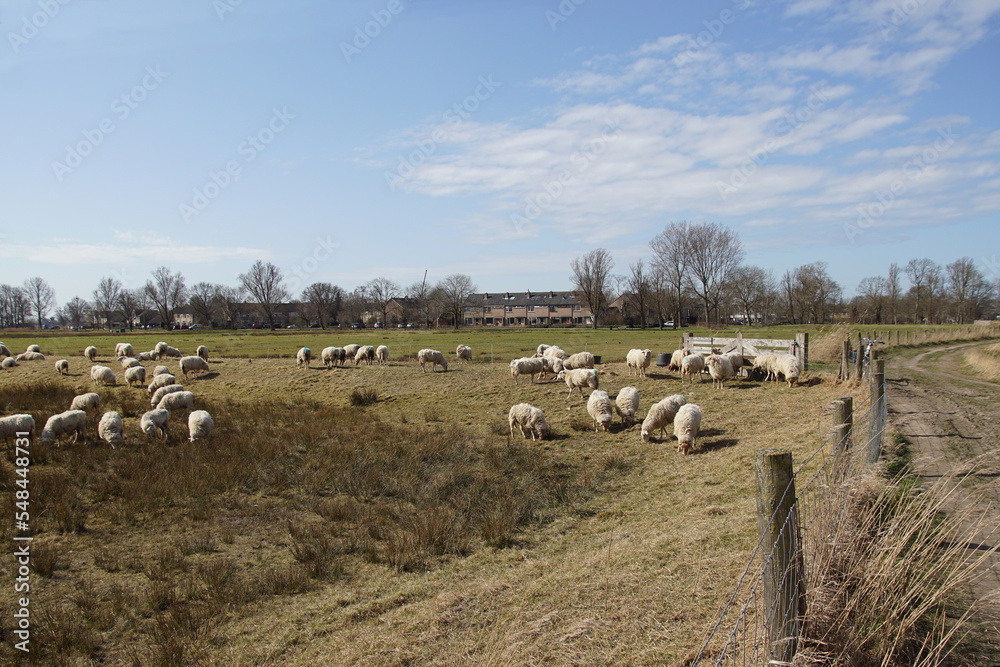 Sheep in the Saenegheest polder nature reserve near the Dutch village of Bergen. Early spring. March, Netherlands.	