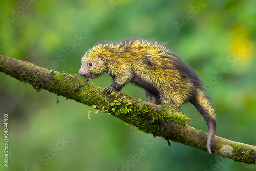Mexican hairy dwarf porcupine or Mexican tree porcupine (Coendou mexicanus) is a species of rodent in the family Erethizontidae. It is found in Costa Rica photo
