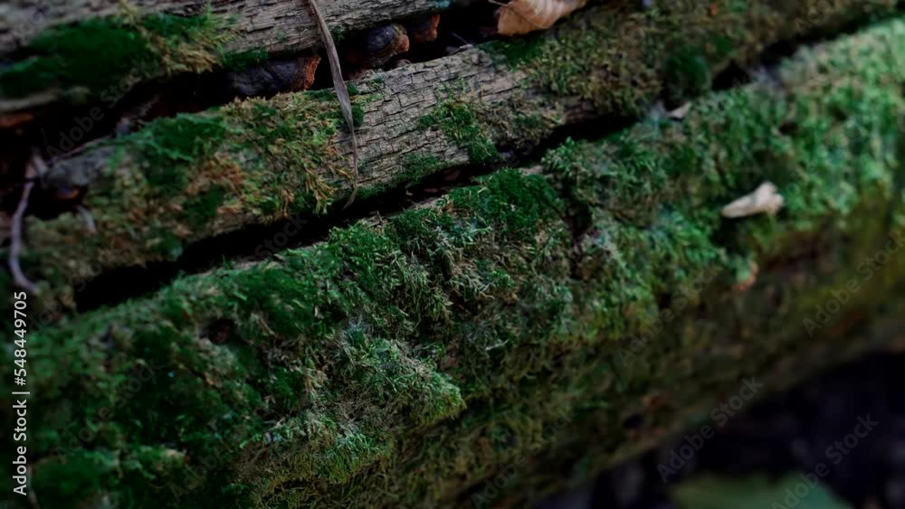 Moss on trees adds to beauty of forest environment. Moss on trees adds to beauty of forest environment.
