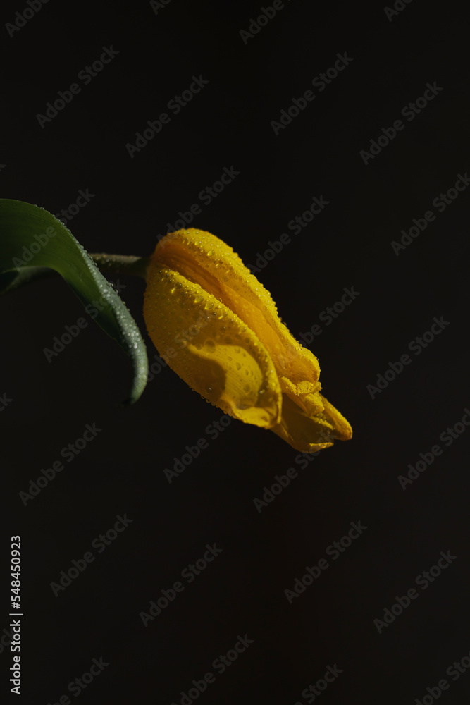 Fototapeta premium Closeup of yellow tulip flower with water droplets lit by sunlight on black background 