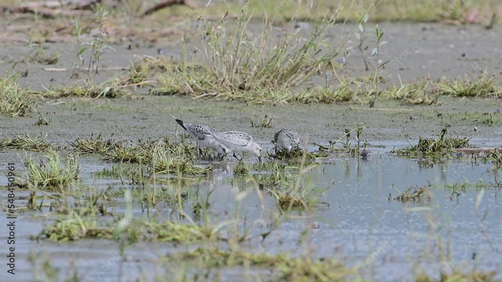 The sanderling and the dunlin in the pond (Calidris alba and Calidris alpina) The sanderling and the dunlin in the pond (Calidris alba and Calidris alpina)